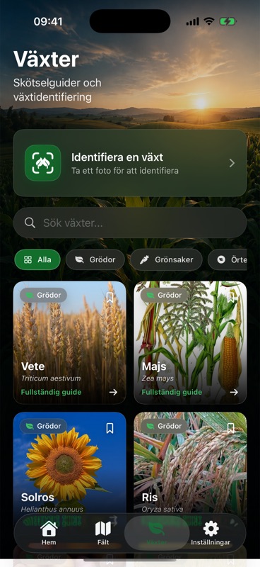 Fliken Växter i Agrondo med knappen Identifiera en växt som säger ta ett foto för att identifiera, en sökruta, kategorifilter och kort för vete, majs, solros och ris, var och en med sitt botaniska namn och en länk till den fullständiga guiden.