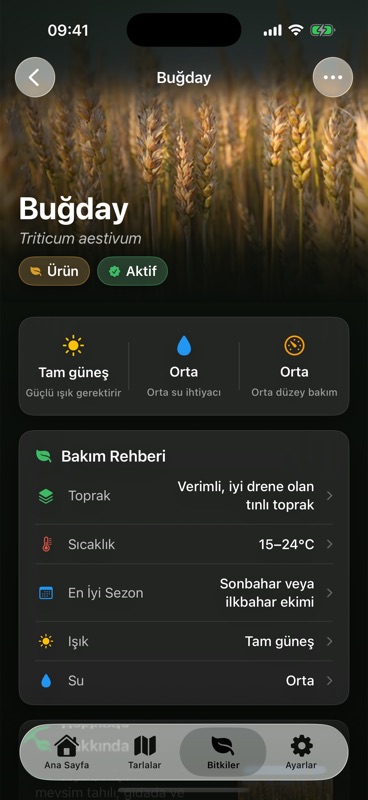 Agrondo'daki Buğday sayfası; toprağı, sıcaklığı, en iyi sezonu, ışığı ve suyu sıralayan bakım rehberiyle.