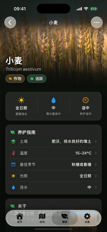 Agrondo 里的小麦页面，养护指南列出土壤、温度、最佳季节、光照和浇水。